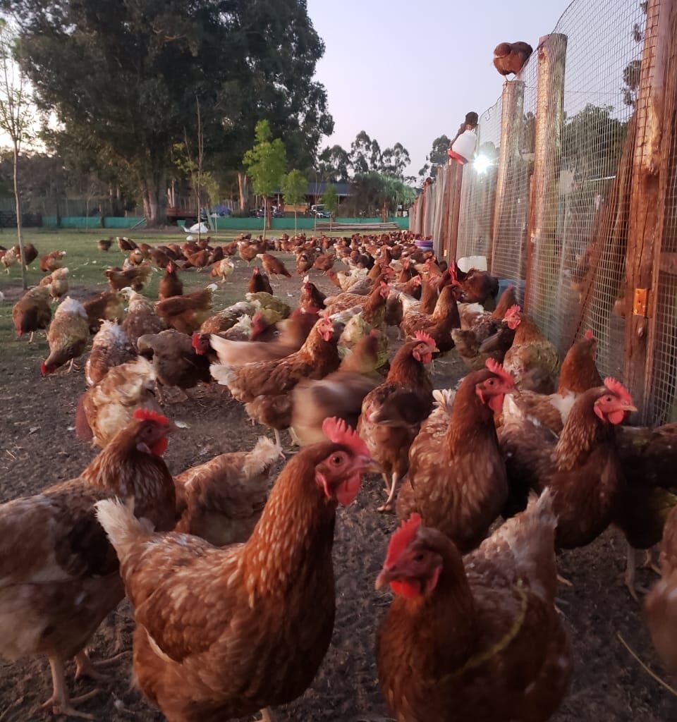 WhatsApp Image 2025-10-21 at 22.16.12 (3)