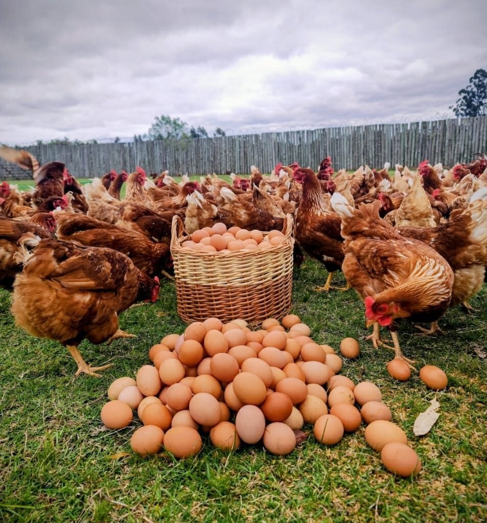 WhatsApp Image 2025-10-21 at 22.21.57